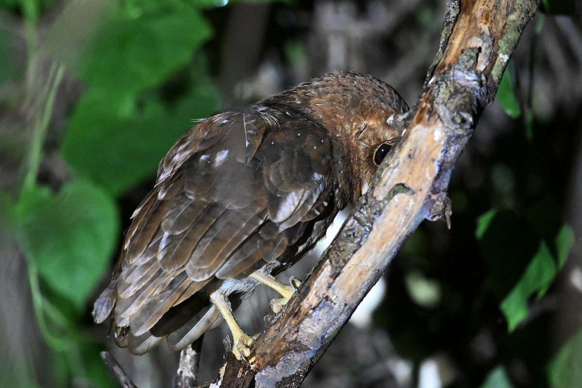 Palau Scops-Owl - ML646402114