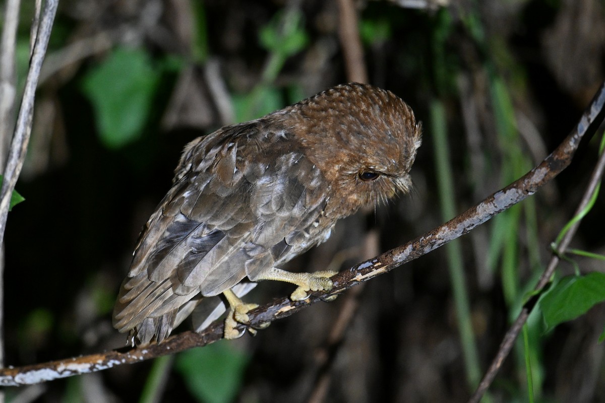 Palau Scops-Owl - ML646402115