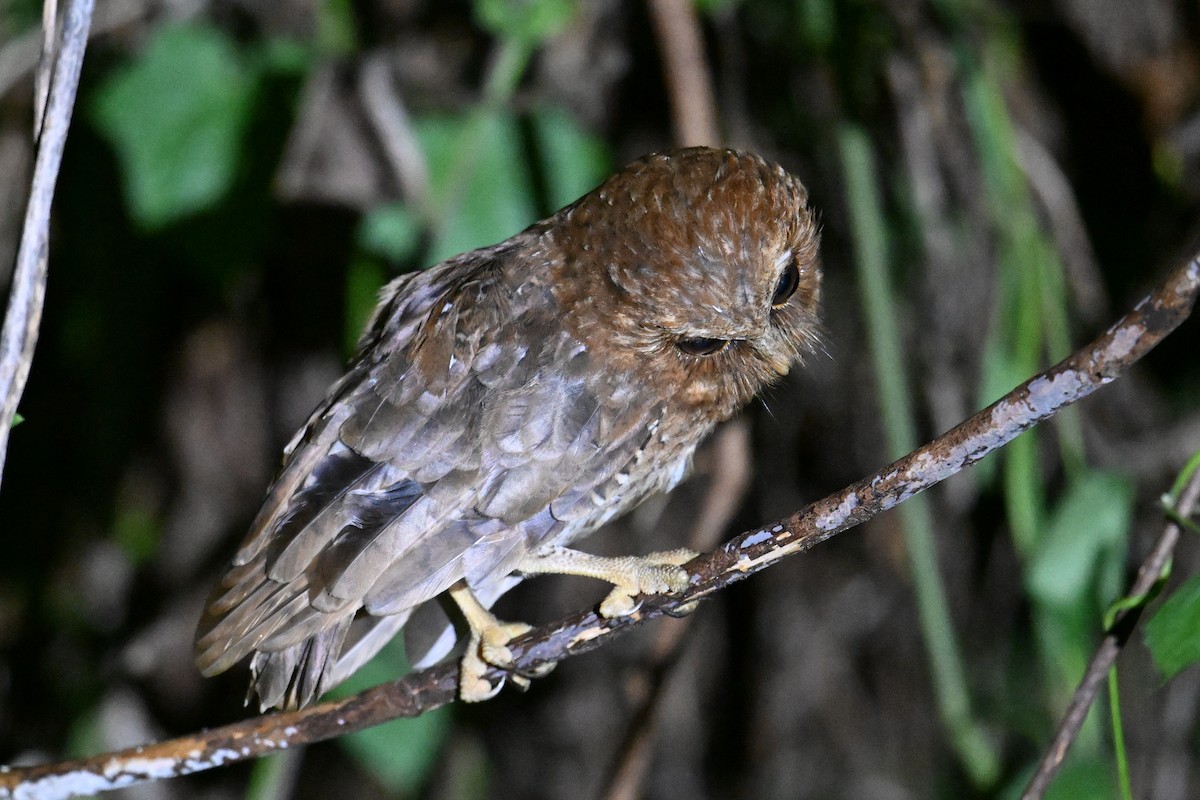 Palau Scops-Owl - ML646402116