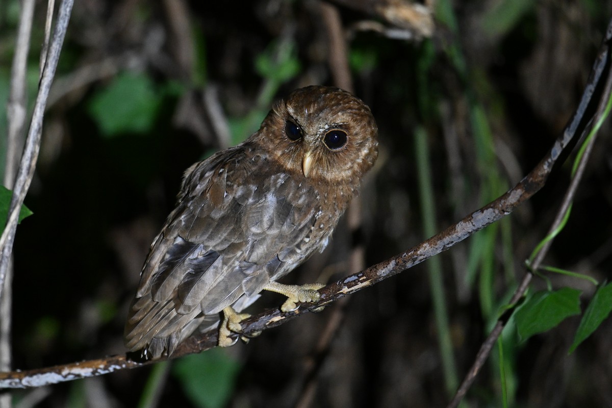 Palau Scops-Owl - ML646402117