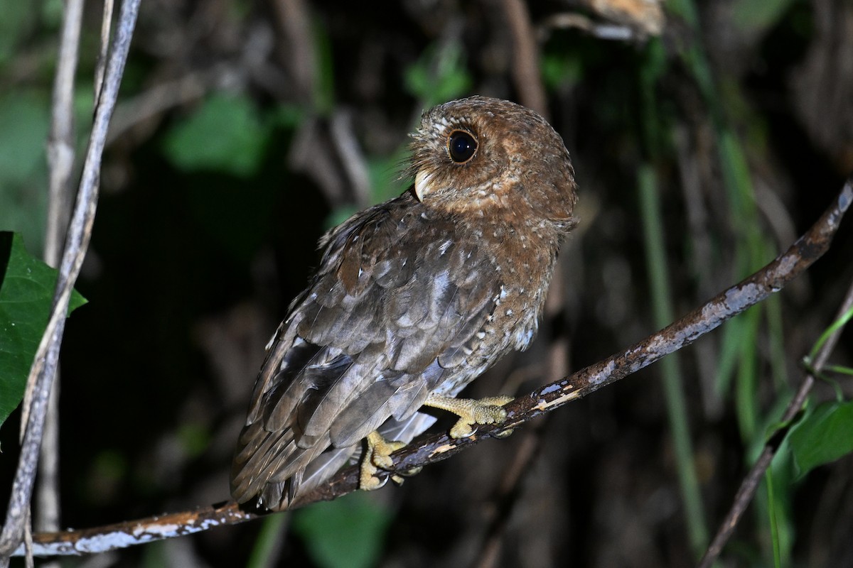 Palau Scops-Owl - ML646402118