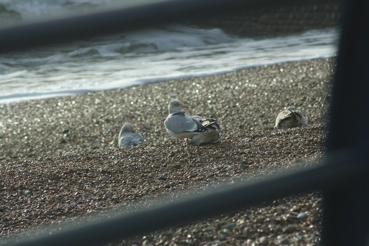 European Herring Gull - ML646402119