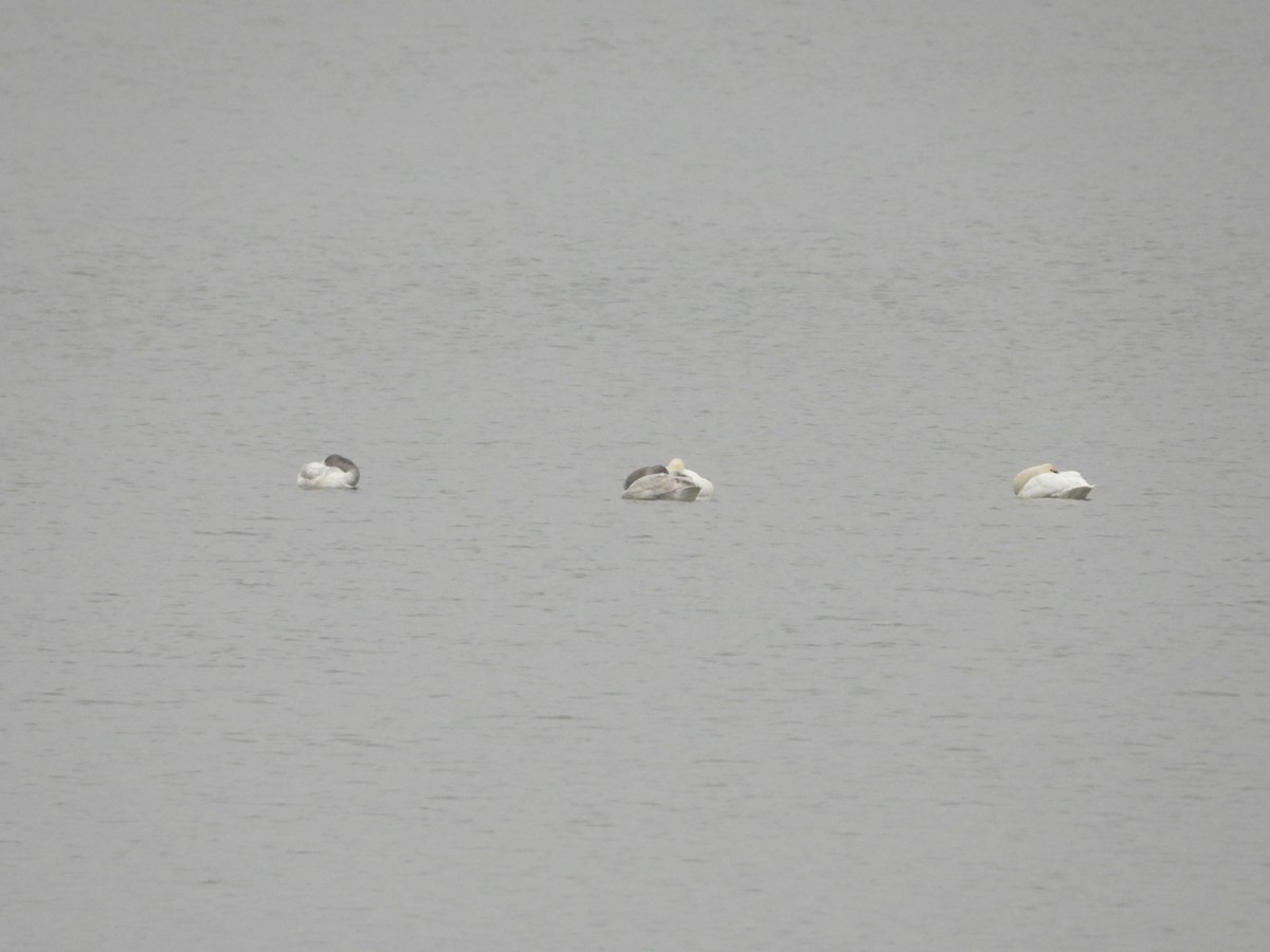 コハクチョウ - ML646402120