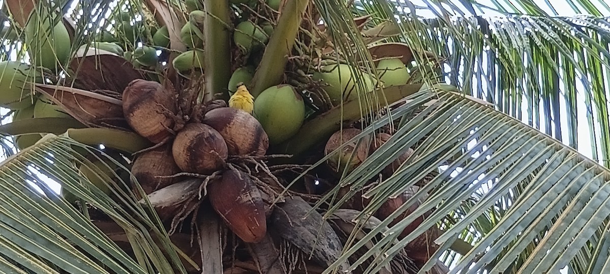 Cattle Tyrant - ML646402121