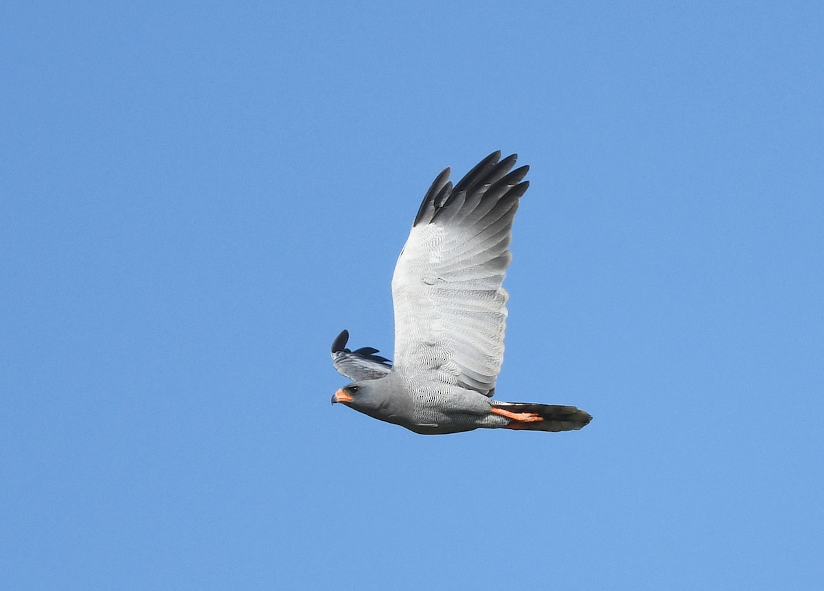 Dark Chanting-Goshawk - ML646402123