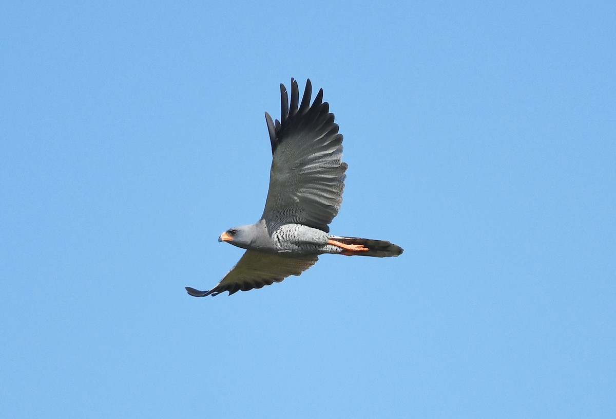 Dark Chanting-Goshawk - ML646402124