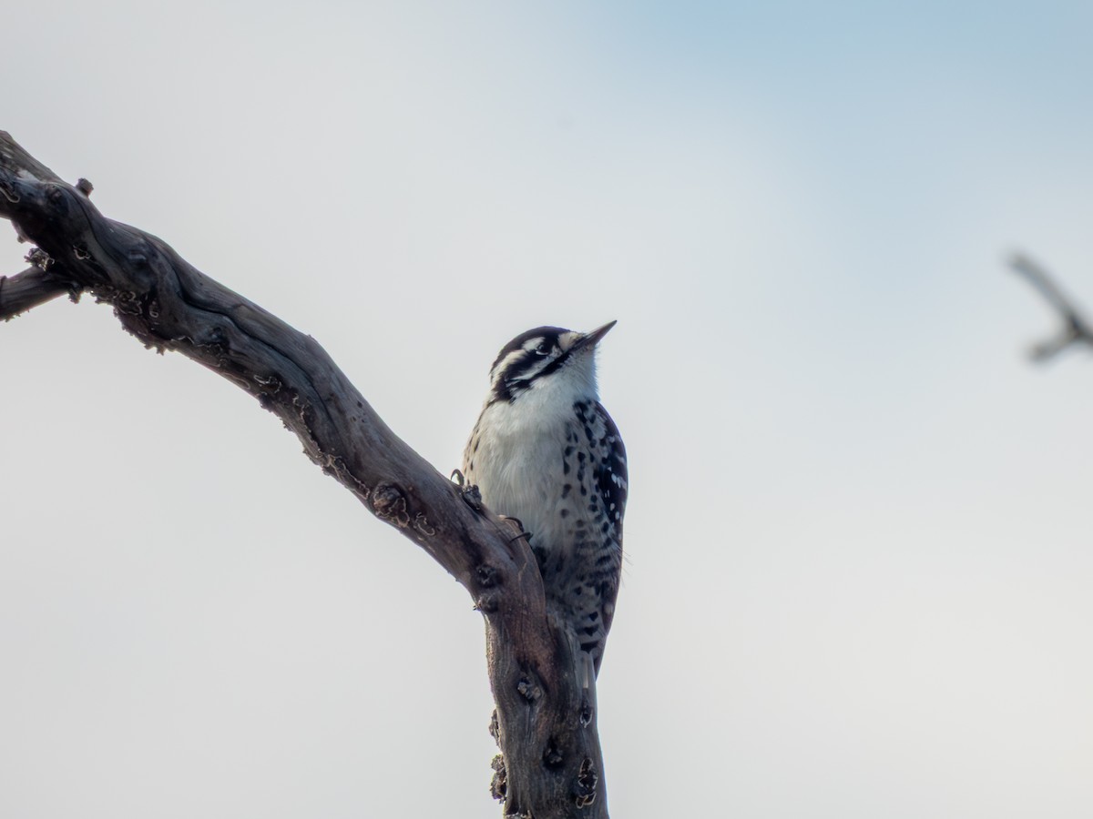 Nuttall's Woodpecker - ML646402125