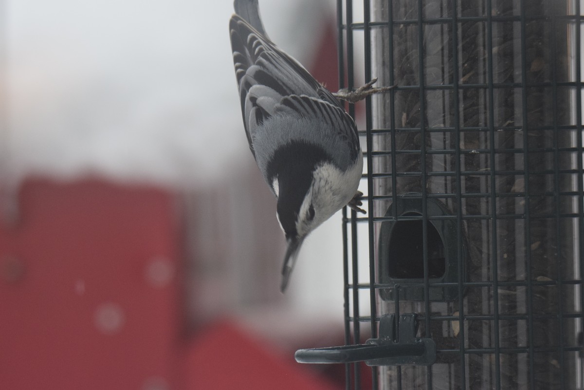 White-breasted Nuthatch - ML646402126