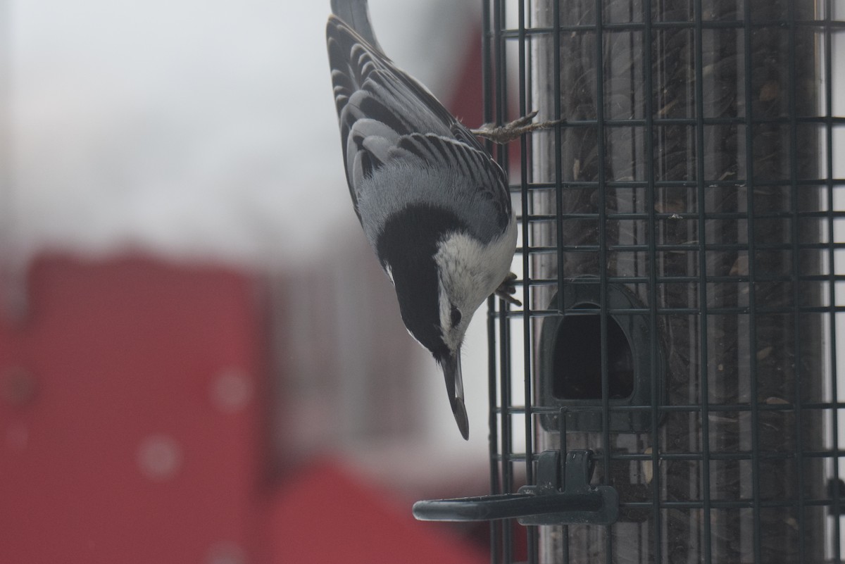 ムナジロゴジュウカラ - ML646402127