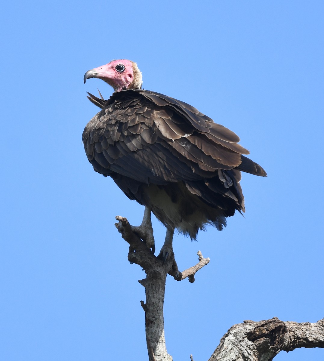 Hooded Vulture - ML646402130