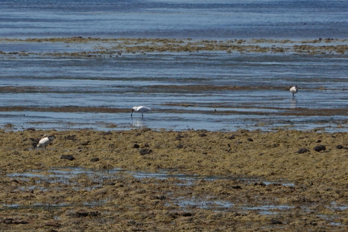 Косар королівський - ML646402131