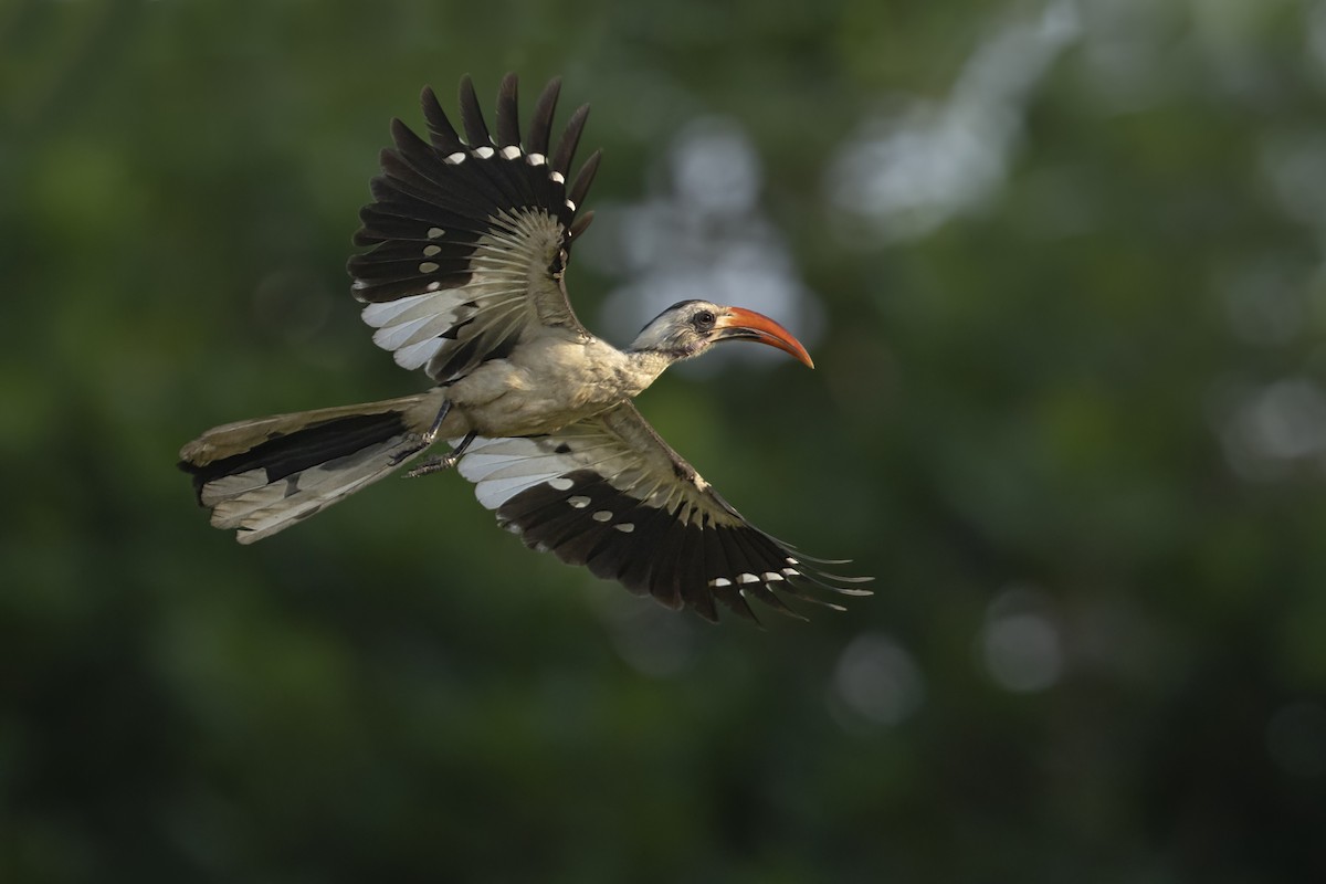 Western Red-billed Hornbill - ML646402132