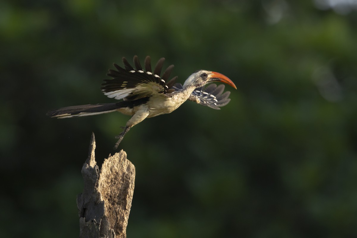 Western Red-billed Hornbill - ML646402133