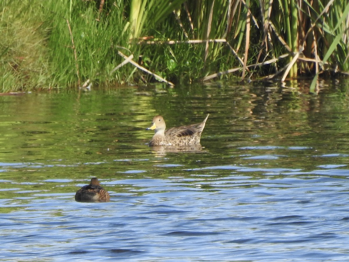 Yellow-billed Pintail - ML646402134