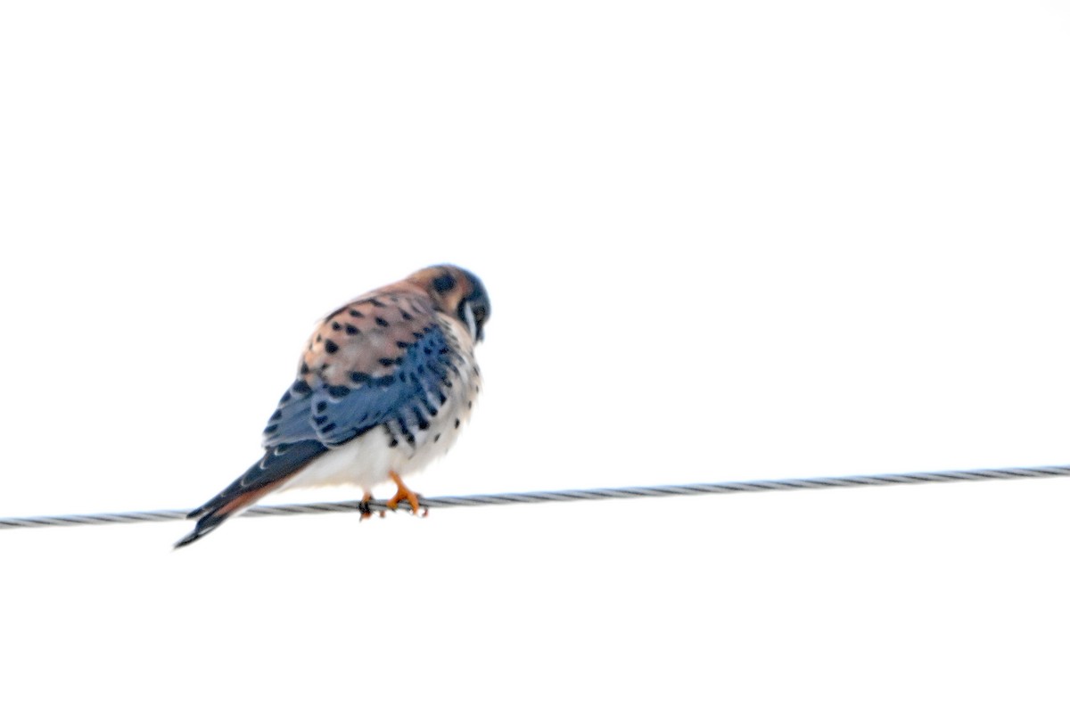 poštolka pestrá - ML646402135