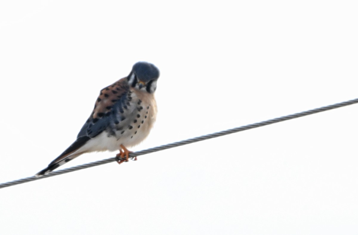 poštolka pestrá - ML646402136