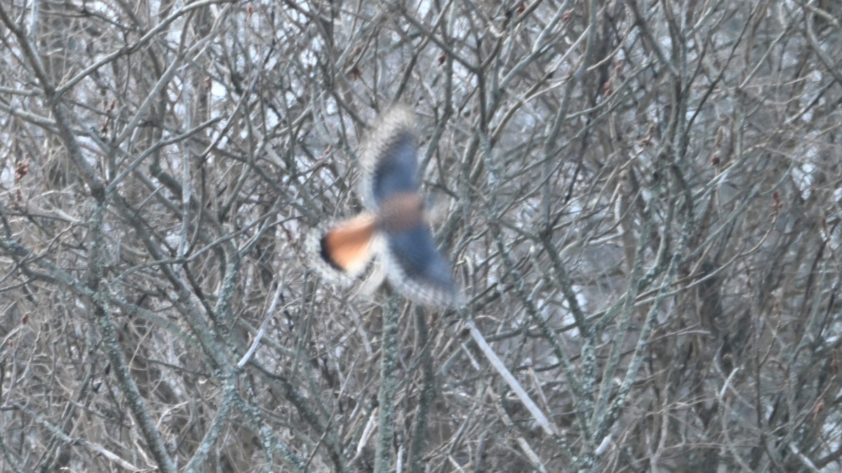 poštolka pestrá - ML646402138