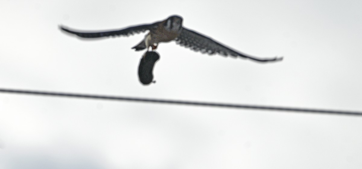 poštolka pestrá - ML646402139