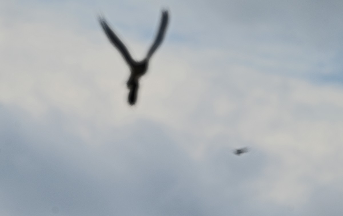 poštolka pestrá - ML646402140