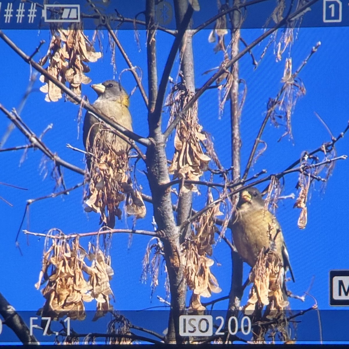 Evening Grosbeak - ML646402147