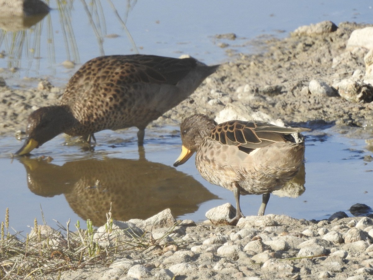 Yellow-billed Teal - ML646402149