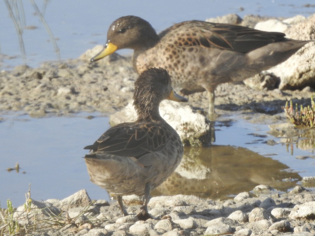 Yellow-billed Teal - ML646402150