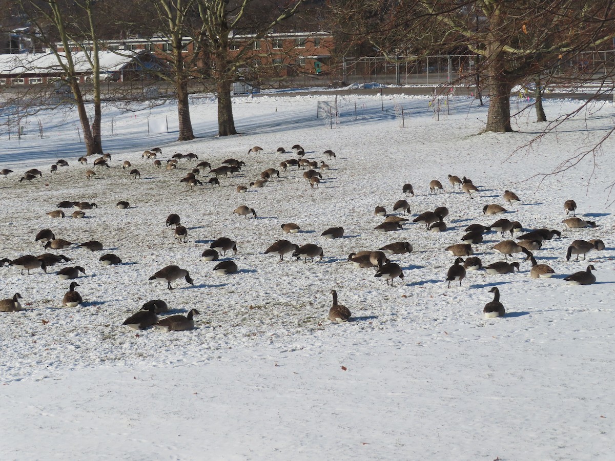 Canada Goose - ML646402153