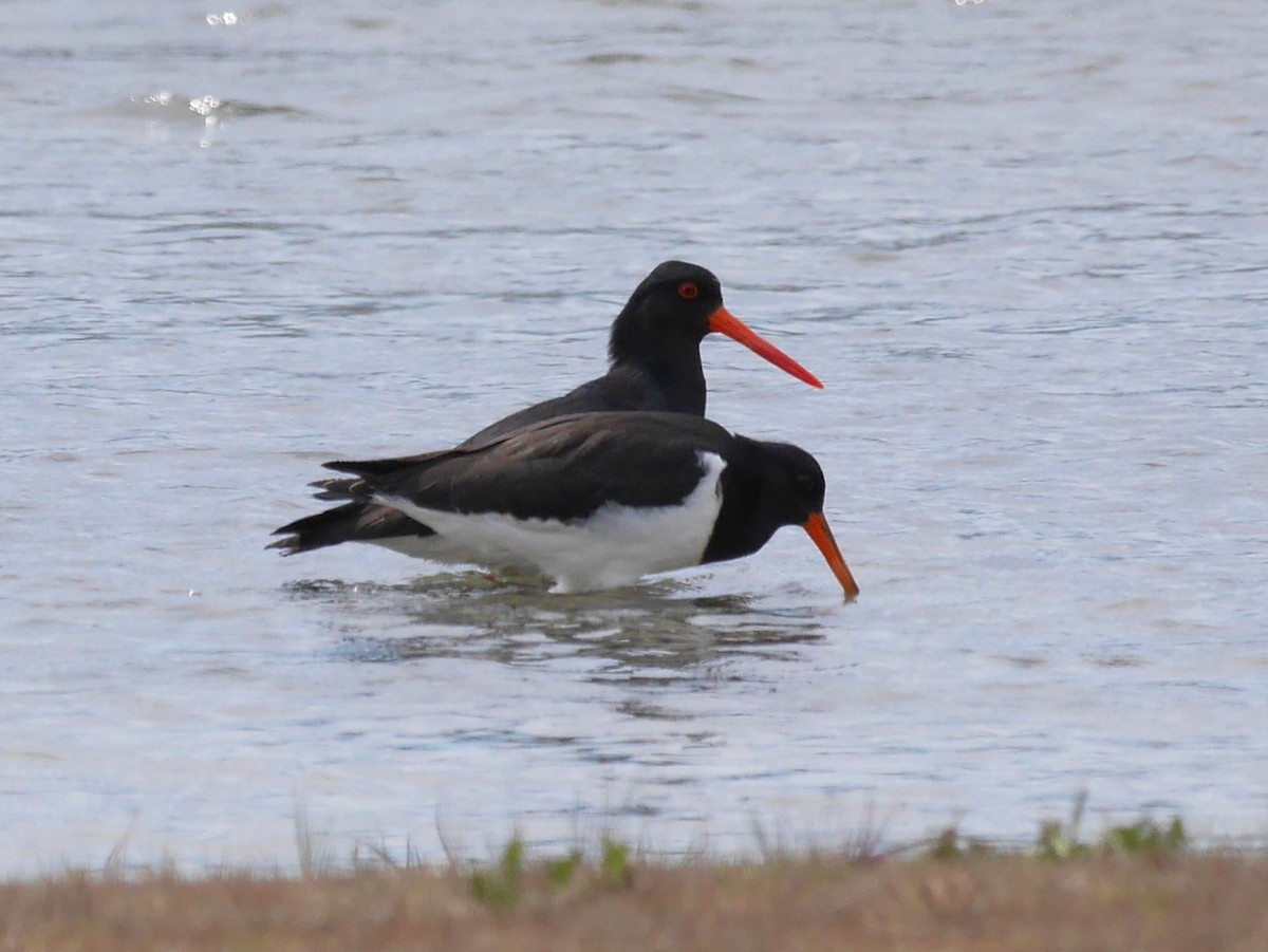 ミナミミヤコドリ - ML646402155