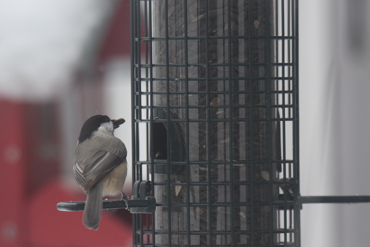 カロライナコガラ - ML646402157