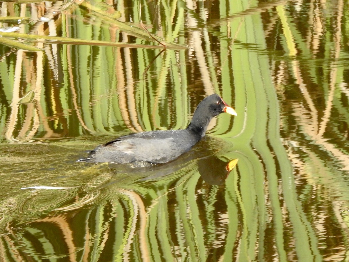 Red-fronted Coot - ML646402161