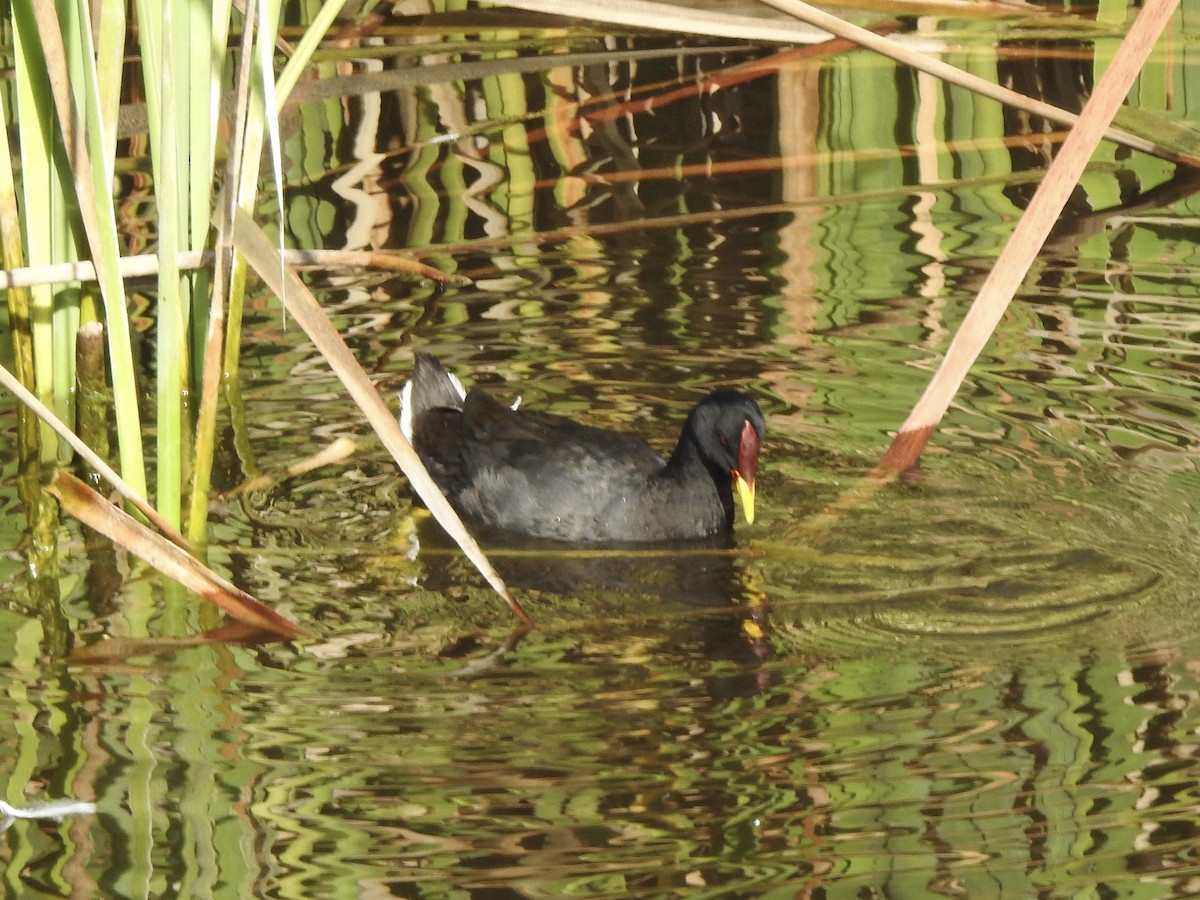 Red-fronted Coot - ML646402162
