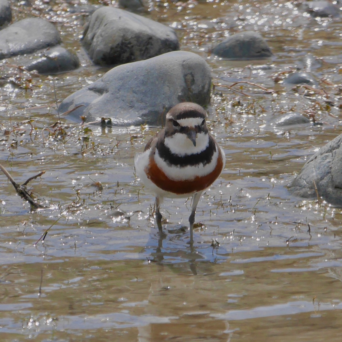 チャオビチドリ - ML646402163