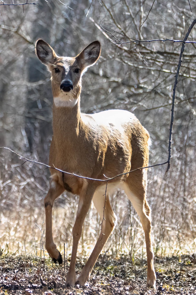 Animals - ML646402166