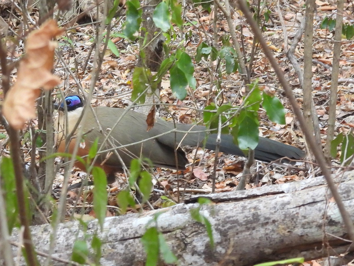 Giant Coua - ML646402167