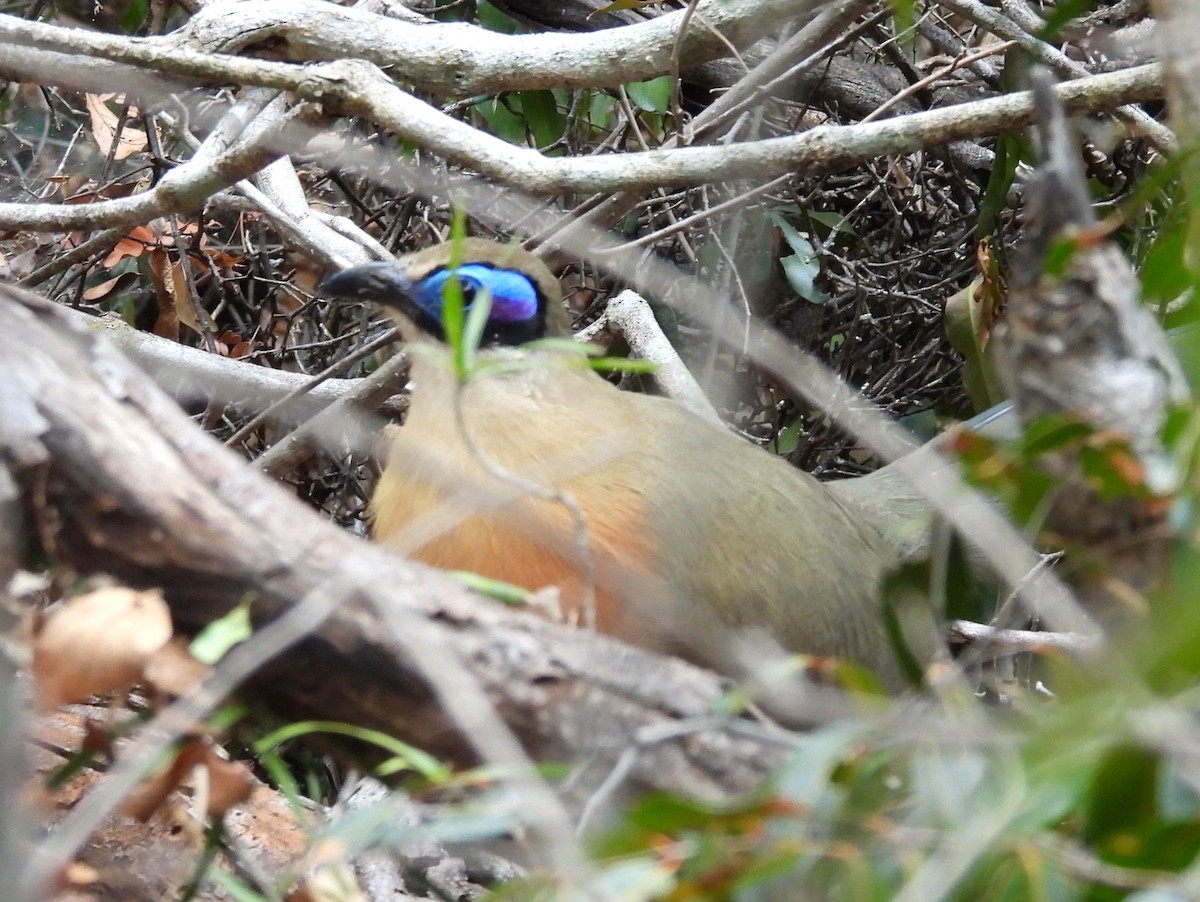 Giant Coua - ML646402168