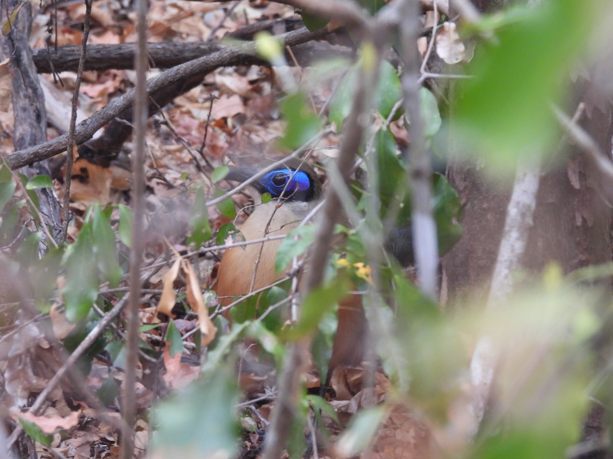 Giant Coua - ML646402171