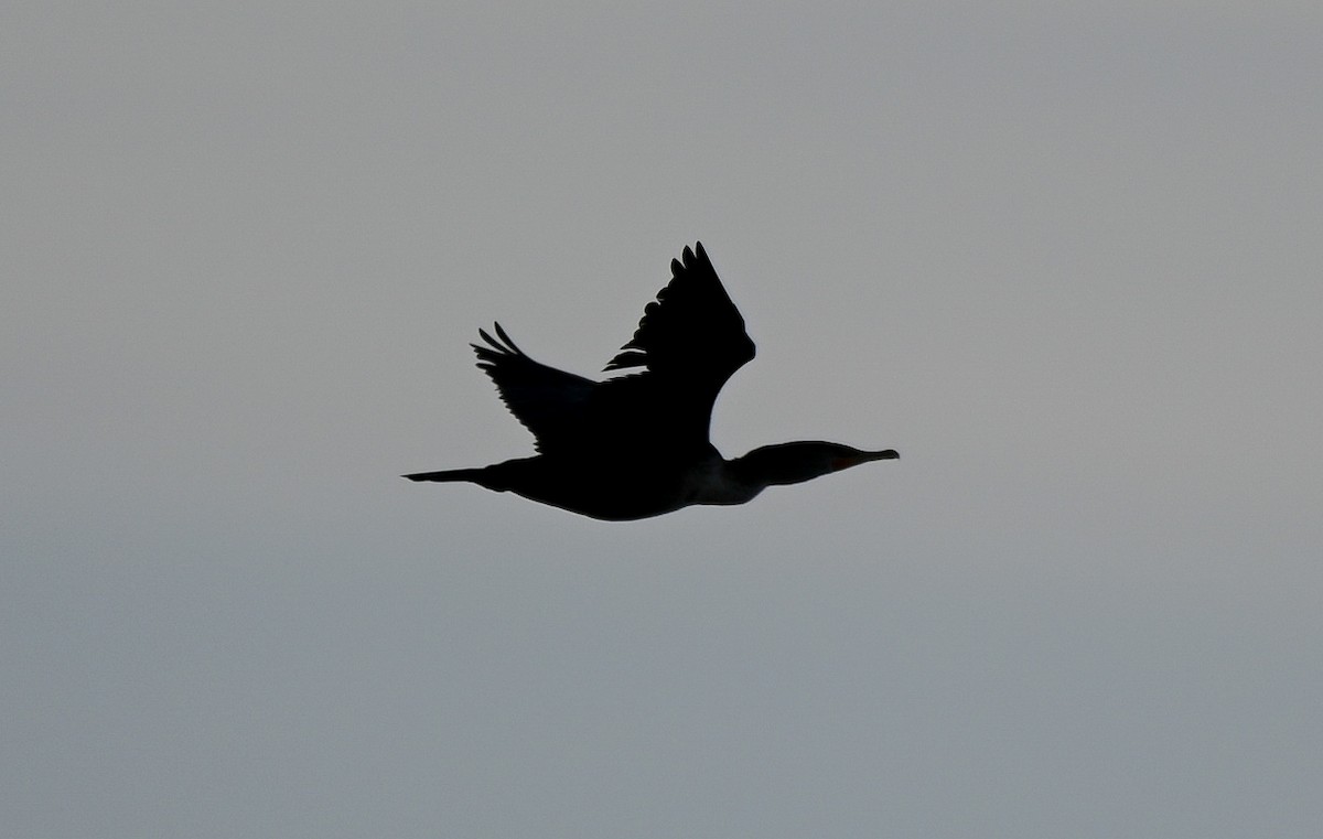 Cormoran à aigrettes - ML646402175