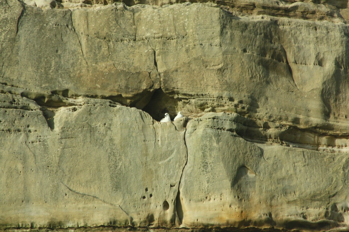 Northern Fulmar - ML646402176