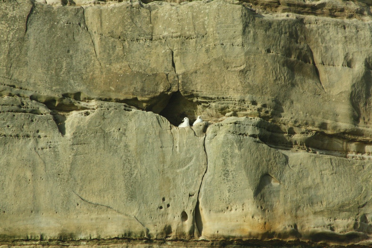 Northern Fulmar - ML646402177