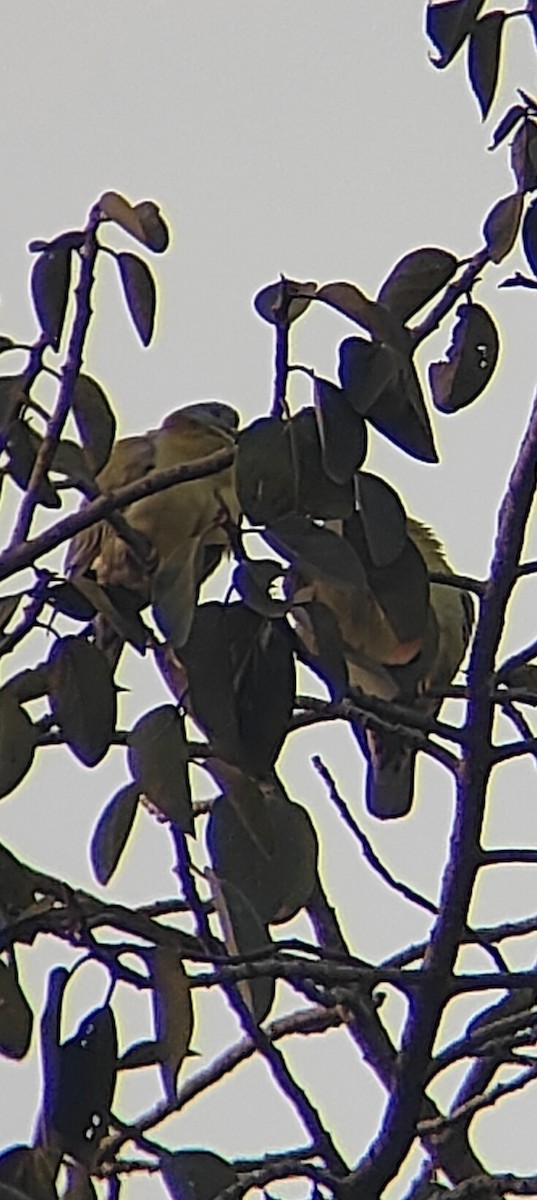 キアシアオバト - ML646402178