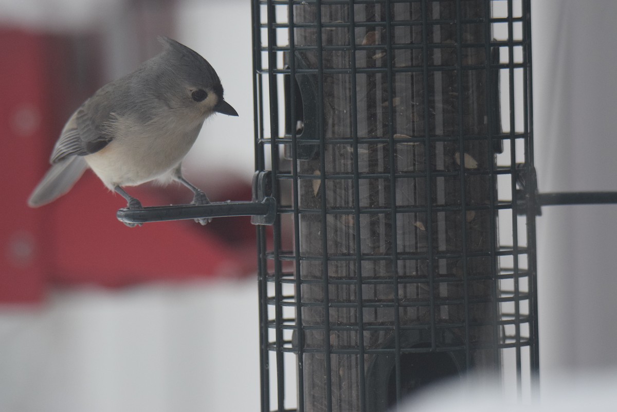 エボシガラ - ML646402179