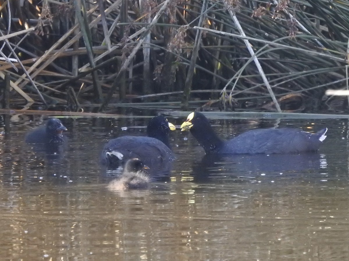 Red-gartered Coot - ML646402180