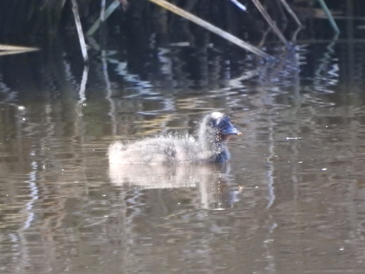 Red-gartered Coot - ML646402183