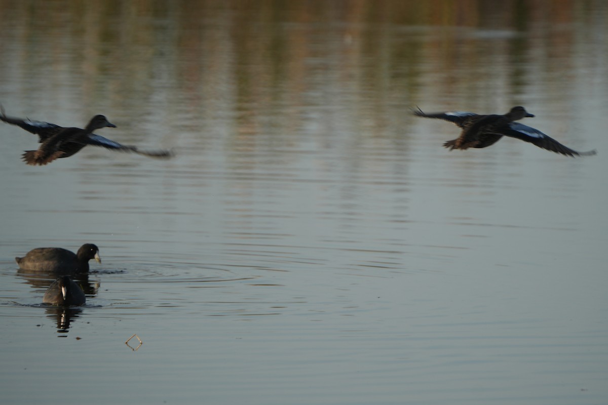 Blue-winged Teal - ML646402187