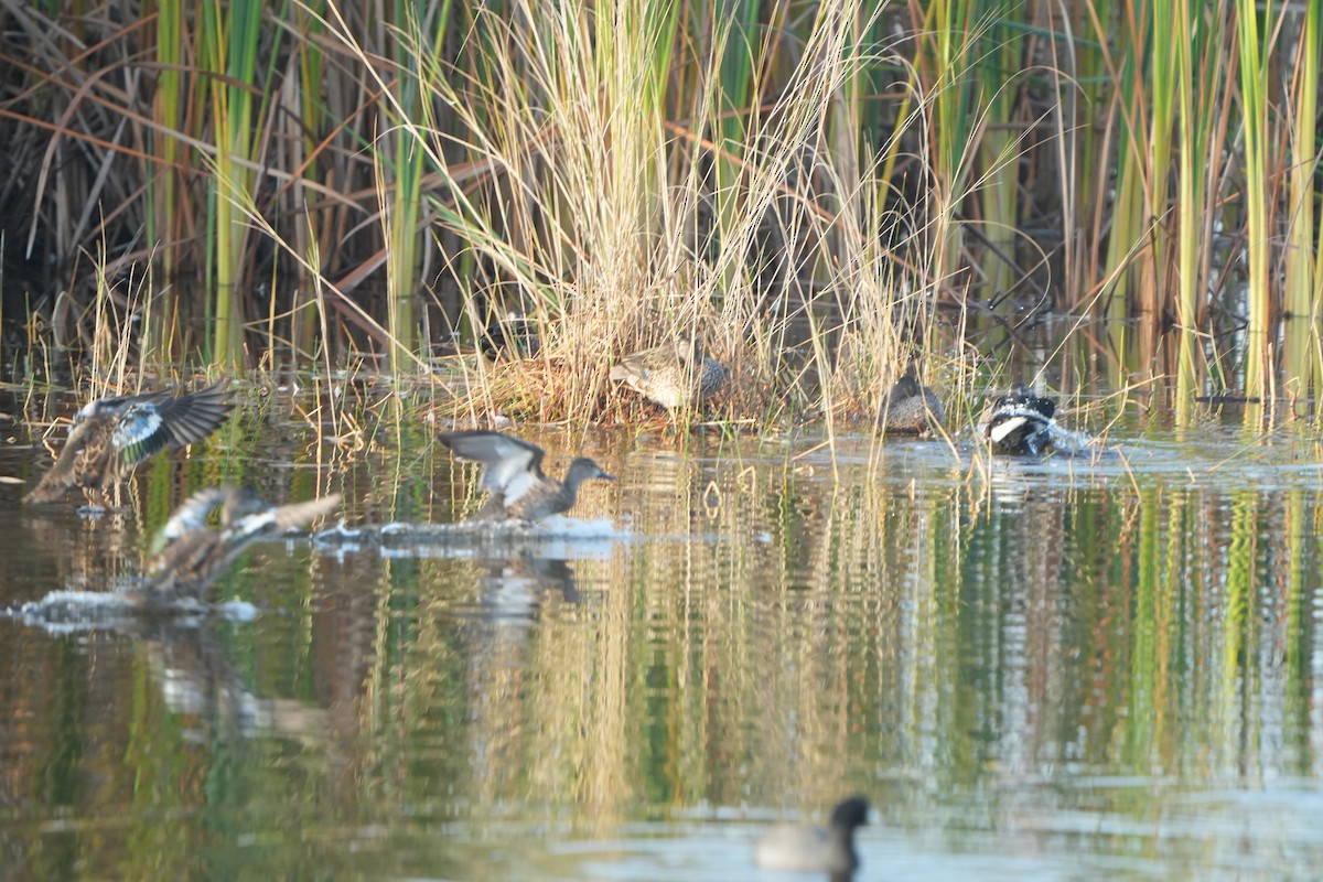 Blue-winged Teal - ML646402188