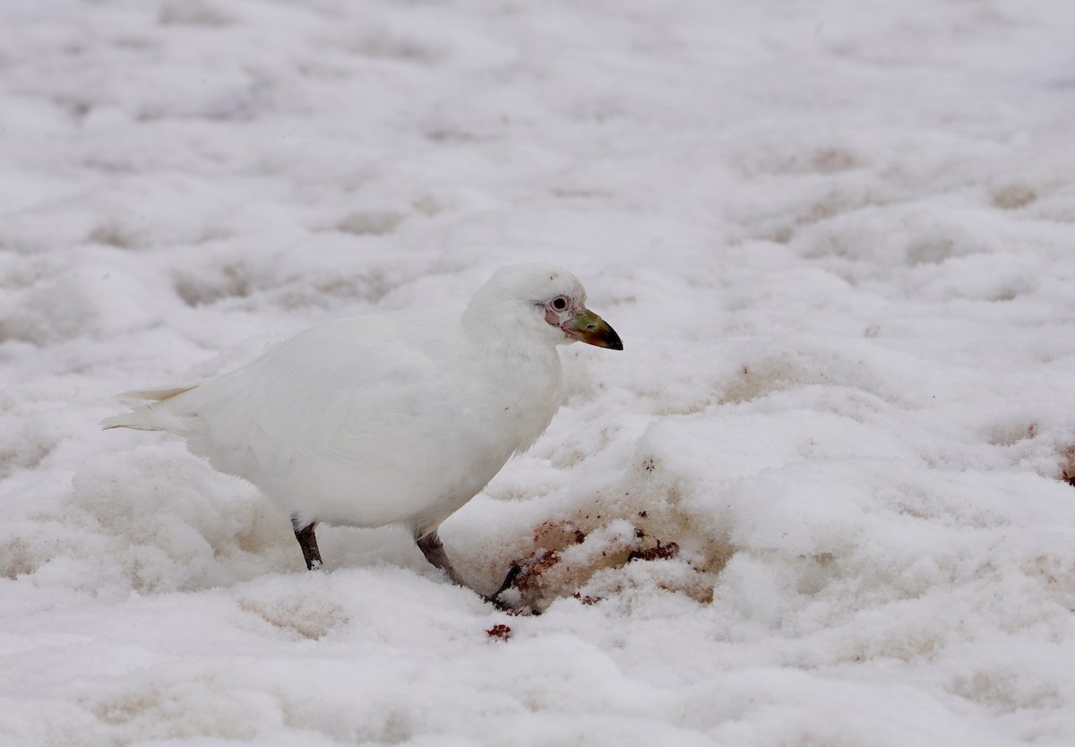 Snowy Sheathbill - ML646402190