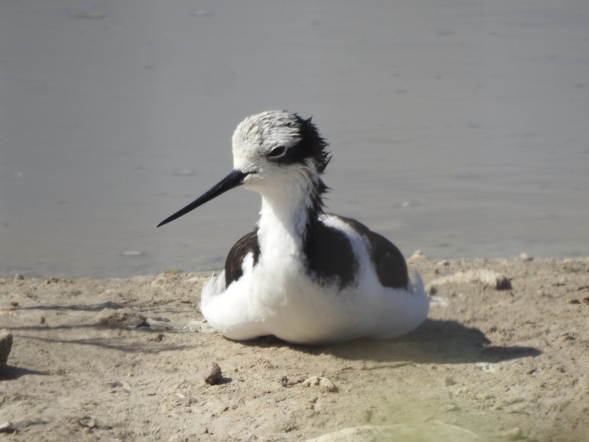 Black-necked Stilt - ML646402191