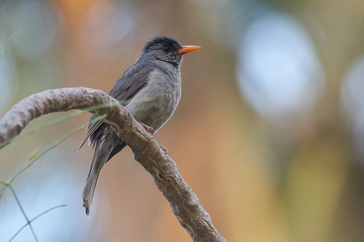 Malagasy Bulbul - ML646402192