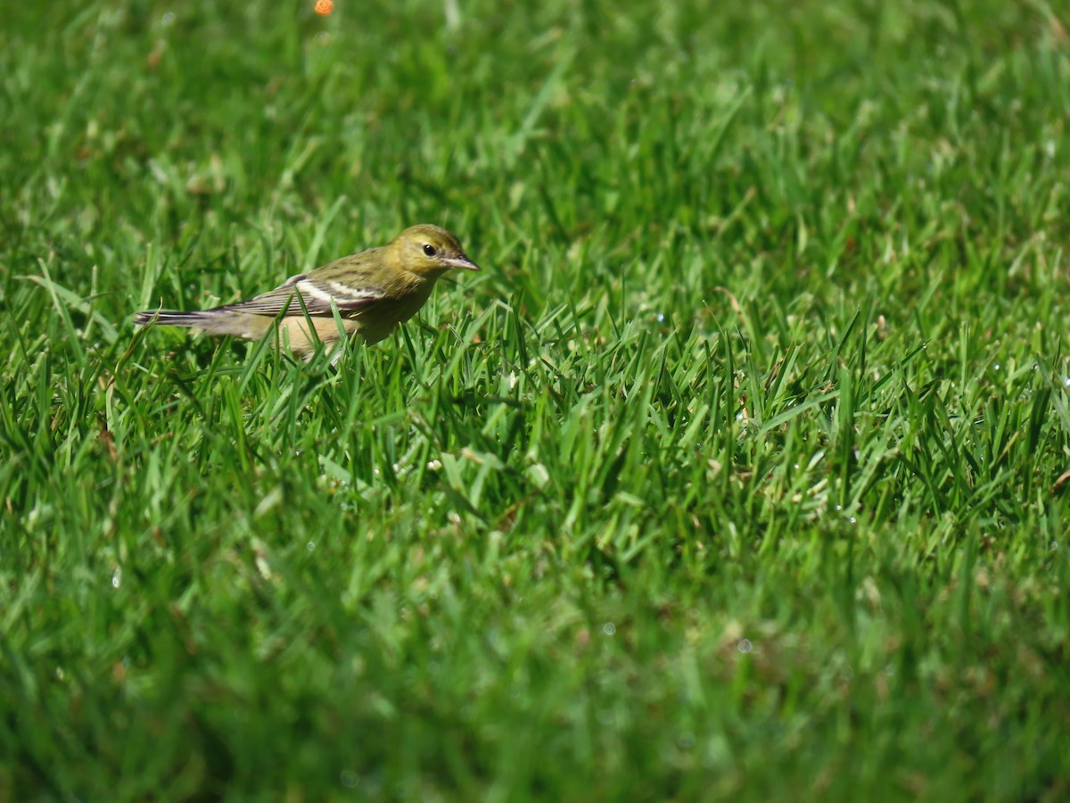 Bay-breasted Warbler - ML646402193