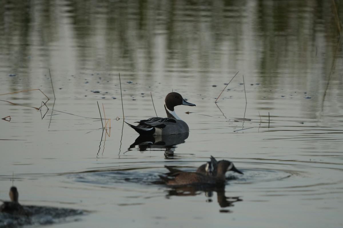 Northern Pintail - ML646402198